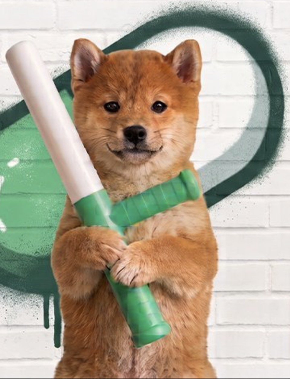 Close portrait of the Shiba Inu holding the green and white relay baton against the brick wall.